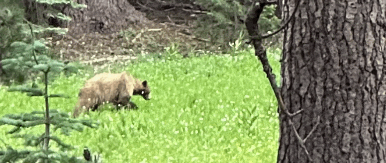 yes, 15x zoom isn't very good